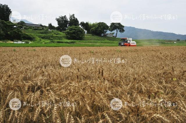 伊那市東春近の小麦（ハナマンテン）の麦秋