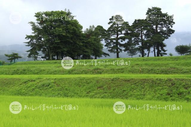 茅野市北山の風除けの松と水田