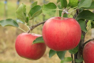 りんごの売れ筋no 1 りんご シナノスイート の出荷が始まりました 旬の情報 おいしい信州ふーどネット
