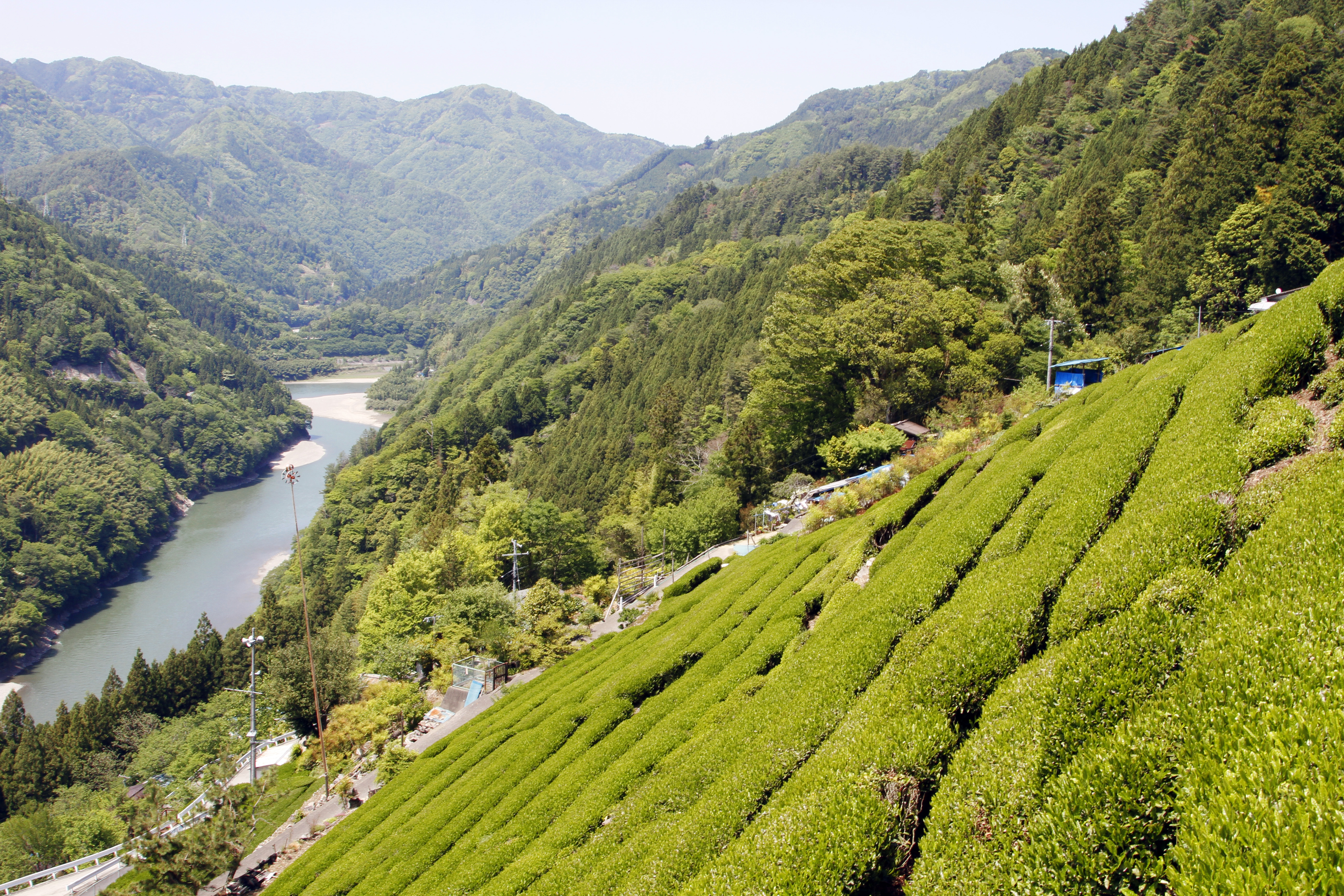 信州産のお茶 中井侍11軒のお茶 農産物マーケティング室からのお知らせ おいしい信州ふーどネット