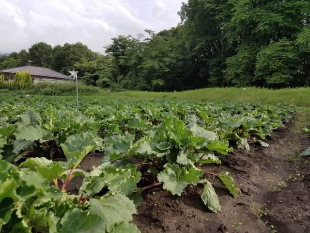 富士見町の真っ赤なルバーブ 旬の情報 おいしい信州ふーどネット